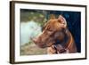 Cute Beautiful Dog Pit Bull-Irina Bg-Framed Photographic Print