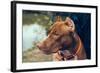 Cute Beautiful Dog Pit Bull-Irina Bg-Framed Photographic Print