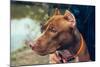 Cute Beautiful Dog Pit Bull-Irina Bg-Mounted Photographic Print