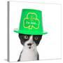 Cute Black and White Kitten Wearing a St Patricks Day Hat-Hannamariah-Stretched Canvas