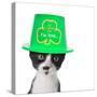 Cute Black and White Kitten Wearing a St Patricks Day Hat-Hannamariah-Stretched Canvas