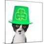 Cute Black and White Kitten Wearing a St Patricks Day Hat-Hannamariah-Mounted Photographic Print