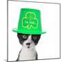 Cute Black and White Kitten Wearing a St Patricks Day Hat-Hannamariah-Mounted Photographic Print