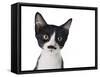 Cute Black And White Kitten With A Mustache-Hannamariah-Framed Stretched Canvas