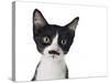 Cute Black And White Kitten With A Mustache-Hannamariah-Stretched Canvas