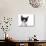 Cute Black And White Kitten With A Mustache-Hannamariah-Photographic Print displayed on a wall