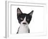 Cute Black And White Kitten With A Mustache-Hannamariah-Framed Photographic Print