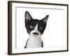 Cute Black And White Kitten With A Mustache-Hannamariah-Framed Photographic Print