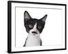 Cute Black And White Kitten With A Mustache-Hannamariah-Framed Photographic Print