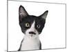 Cute Black And White Kitten With A Mustache-Hannamariah-Mounted Photographic Print