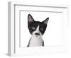 Cute Black And White Kitten With A Mustache-Hannamariah-Framed Photographic Print