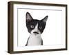 Cute Black And White Kitten With A Mustache-Hannamariah-Framed Photographic Print