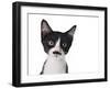 Cute Black And White Kitten With A Mustache-Hannamariah-Framed Photographic Print