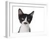 Cute Black And White Kitten With A Mustache-Hannamariah-Framed Photographic Print