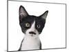 Cute Black And White Kitten With A Mustache-Hannamariah-Mounted Photographic Print