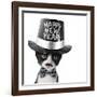 Cute Black and White Kitten with Moustache, Bow Tie and Happy New Year Hat-Hannamariah-Framed Photographic Print