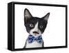 Cute Black and White Kitten with Mustache and Bow Tie-Hannamariah-Framed Stretched Canvas