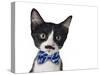 Cute Black and White Kitten with Mustache and Bow Tie-Hannamariah-Stretched Canvas