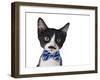 Cute Black and White Kitten with Mustache and Bow Tie-Hannamariah-Framed Photographic Print