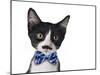 Cute Black and White Kitten with Mustache and Bow Tie-Hannamariah-Mounted Photographic Print