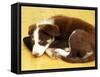Cute Border Collie Puppy-AdventureArt-Framed Stretched Canvas
