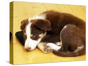 Cute Border Collie Puppy-AdventureArt-Stretched Canvas