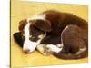 Cute Border Collie Puppy-AdventureArt-Stretched Canvas