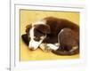 Cute Border Collie Puppy-AdventureArt-Framed Photographic Print