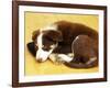 Cute Border Collie Puppy-AdventureArt-Framed Photographic Print