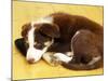 Cute Border Collie Puppy-AdventureArt-Mounted Photographic Print