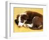 Cute Border Collie Puppy-AdventureArt-Framed Photographic Print