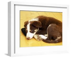 Cute Border Collie Puppy-AdventureArt-Framed Photographic Print