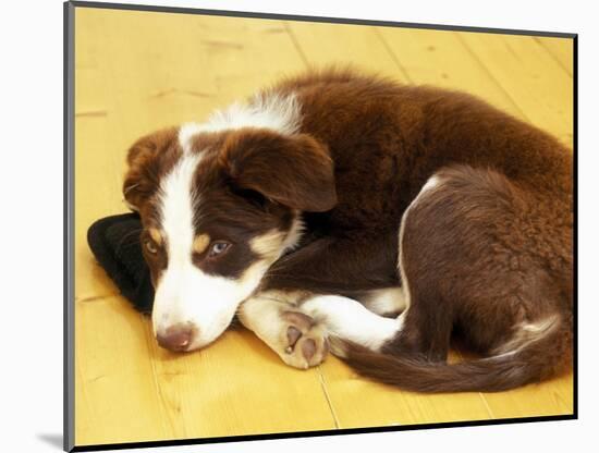 Cute Border Collie Puppy-AdventureArt-Mounted Photographic Print