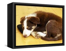 Cute Border Collie Puppy-AdventureArt-Framed Stretched Canvas