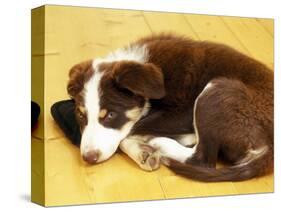 Cute Border Collie Puppy-AdventureArt-Stretched Canvas