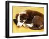 Cute Border Collie Puppy-AdventureArt-Framed Photographic Print