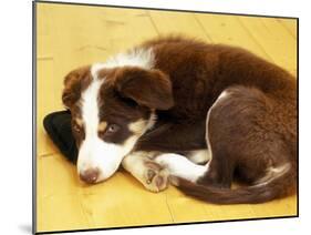 Cute Border Collie Puppy-AdventureArt-Mounted Photographic Print