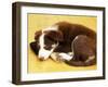 Cute Border Collie Puppy-AdventureArt-Framed Premium Photographic Print