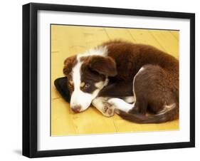 Cute Border Collie Puppy-AdventureArt-Framed Premium Photographic Print