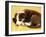 Cute Border Collie Puppy-AdventureArt-Framed Premium Photographic Print