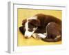 Cute Border Collie Puppy-AdventureArt-Framed Premium Photographic Print