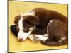 Cute Border Collie Puppy-AdventureArt-Mounted Premium Photographic Print