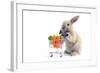 Cute Bunny Shopping for His Favorite Snacks with Shopping Cart-dzain-Framed Photographic Print