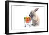 Cute Bunny Shopping for His Favorite Snacks with Shopping Cart-dzain-Framed Photographic Print