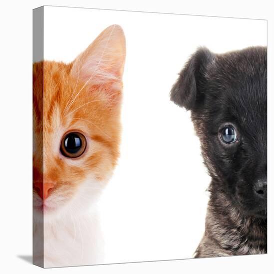 Cute Cat and Dog Faces Isolated on White-Yastremska-Stretched Canvas