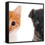 Cute Cat and Dog Faces Isolated on White-Yastremska-Framed Stretched Canvas