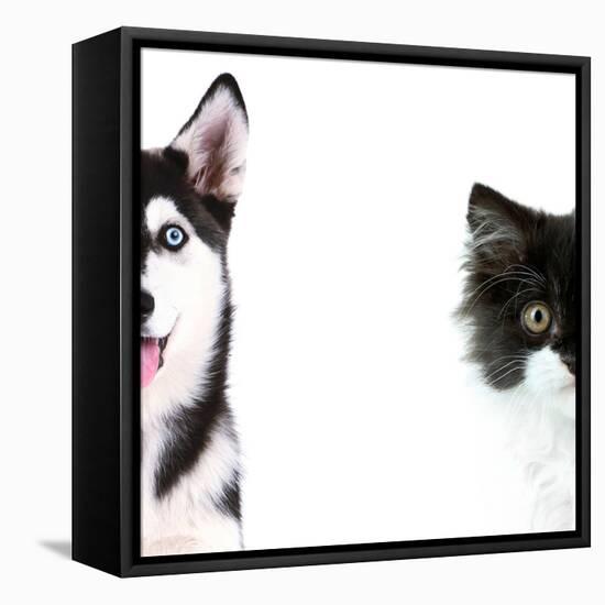 Cute Cat and Dog Faces Isolated on White-Yastremska-Framed Stretched Canvas