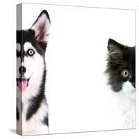 Cute Cat and Dog Faces Isolated on White-Yastremska-Stretched Canvas