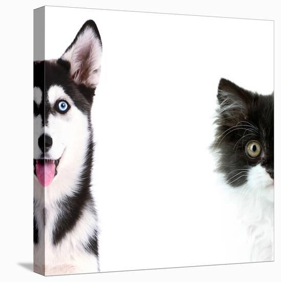 Cute Cat and Dog Faces Isolated on White-Yastremska-Stretched Canvas