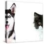 Cute Cat and Dog Faces Isolated on White-Yastremska-Stretched Canvas